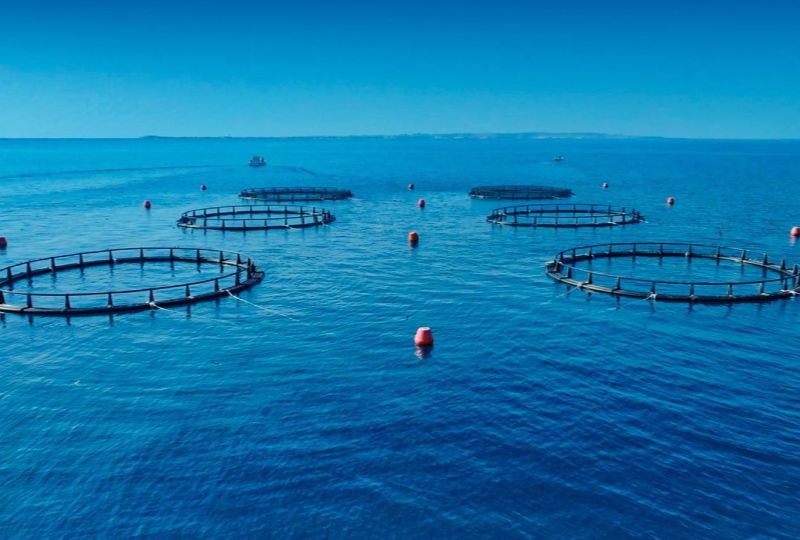 Abu Dhabi achieves historic milestone as Sustainable Fisheries Index reaches 100%